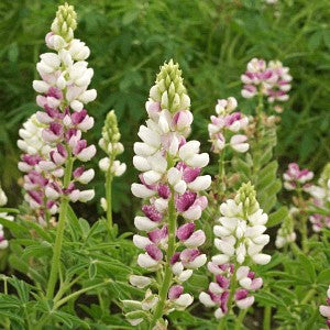 Lupine Elegant Pink Fairy Seeds (Lupinus elegans)