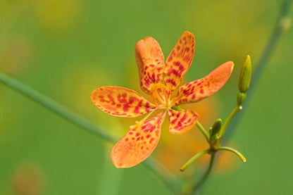 Blackberry Lily Seeds (Belamcanda chinensis)