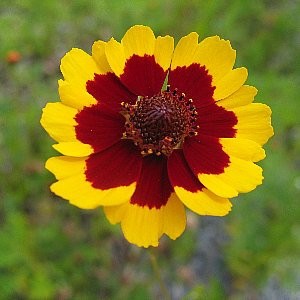 Coreopsis Plains Seeds (Coreopsis tinctoria)