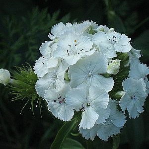dianthus flower seeds Sweet William Seeds (Dianthus Barbatus)
