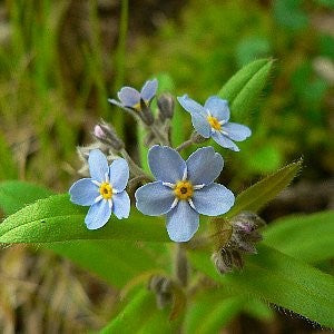 Forget Me Not Seeds - Blue