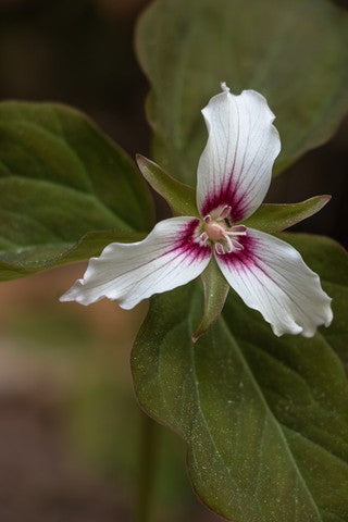 Painted Trillium Seeds (Trillium undulatum)