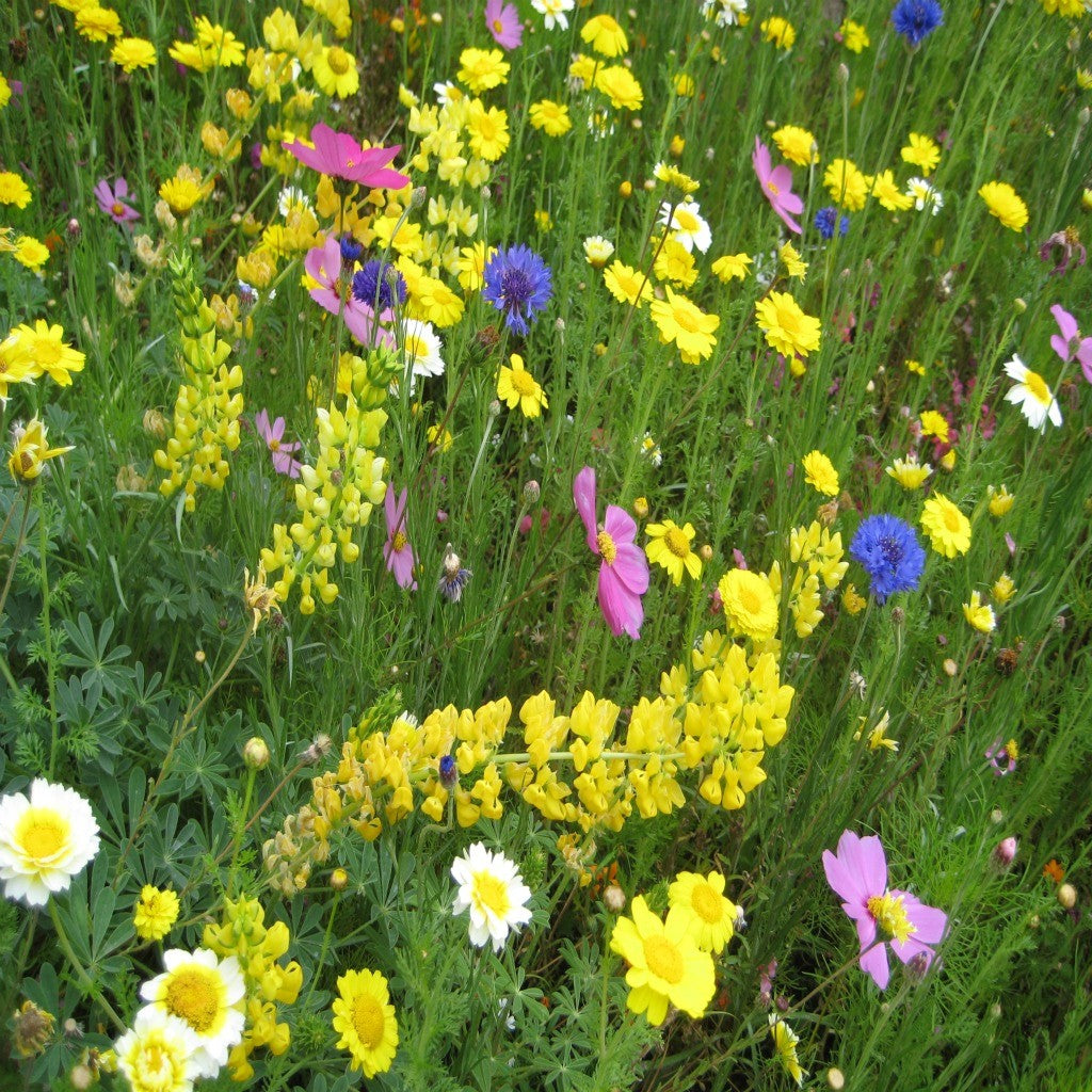 Western Wildflower Seed Mix