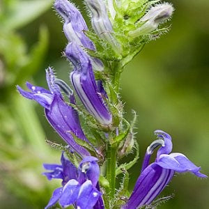 Great Blue Lobelia Seeds (Lobelia siphilitica)