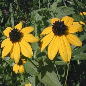 Brown Eyed Susan Seeds (Rudbeckia triloba)