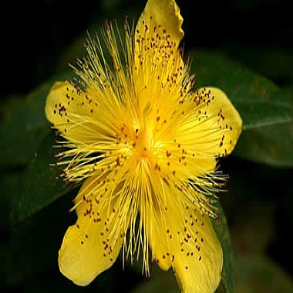 Woodland Wildflower Seed Mix