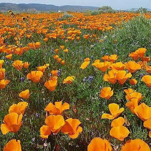 California Poppy Seeds (Eschscholzia californica)