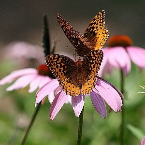 Coneflower Purple Seeds (Echinacea purpurea)