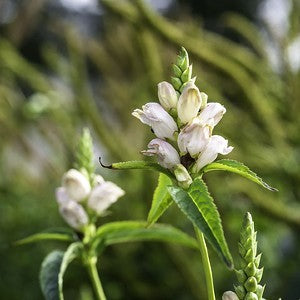 Turtlehead Seeds (Chelone glabra)