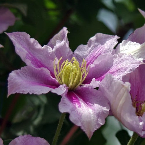 Clematis 'Bees Jubilee'