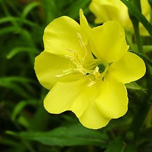 Evening Primrose Seeds (Oenothera lamarckiana)