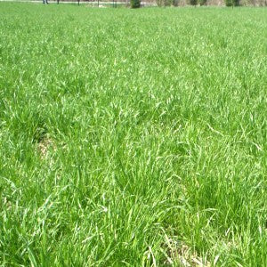 Conservation Grass Seed Mix