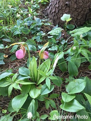 Lady Slipper Plant 'Pink'