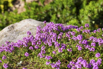 Creeping Thyme Seeds (Thymus serpyllum)