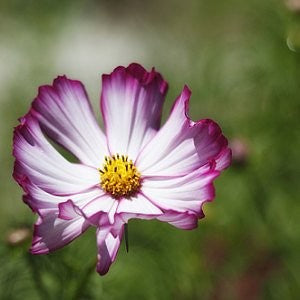 Cosmos Picotee Seeds (Cosmos bipinnatus)