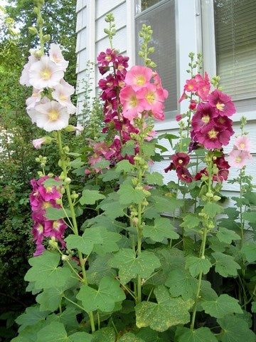 Hollyhock Seeds (Alcea rosea)