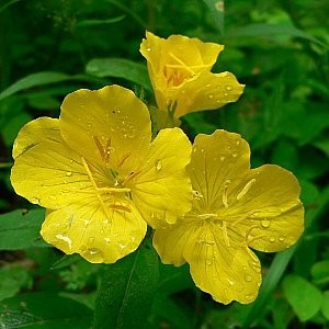 Missouri Primrose Seeds (Oenothera missouriensis)