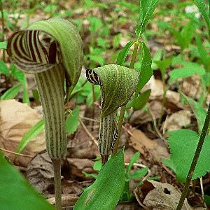 plant jack in the pulpit seeds Jack in the Pulpit Seeds (Arisaema triphyllum)
