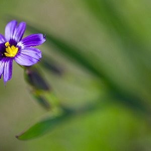 Blue Eyed Grass Seeds (Sisyrinchium angustifolium)