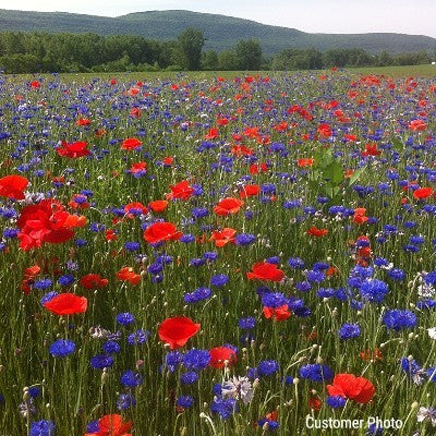 shorty low-grow wildflower seed mix Annual Low Grow Wildflower Seed Mix – Vermont Wildflower Farm