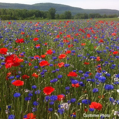 Annual Low Grow Wildflower Seed Mix