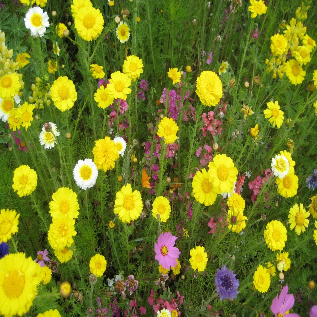 Western Wildflower Seed Mix