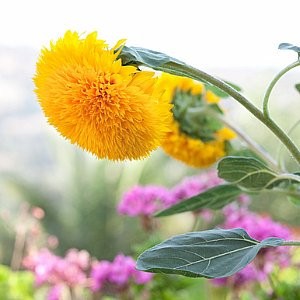 Sunflower Teddy Bear Seeds (Helianthus annuus)