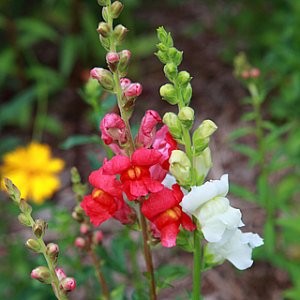 Baby Snapdragon Seeds (Linaria maroccana)