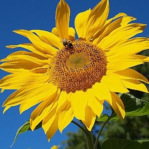 Sunflower Giant Mammoth Seeds (Helianthus annuus)