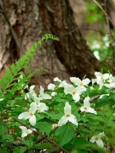 Trillium - White