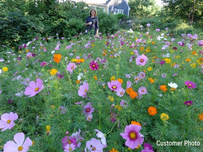 cosmos planting seeds Cosmos Wild Seeds (Cosmos Bipinnatus)