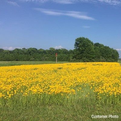 Coreopsis Lance Leaf Seeds (Coreopsis lanceolata)