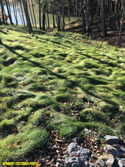 low mow grass seed No Mow Grass Seed Mix – Vermont Wildflower Farm