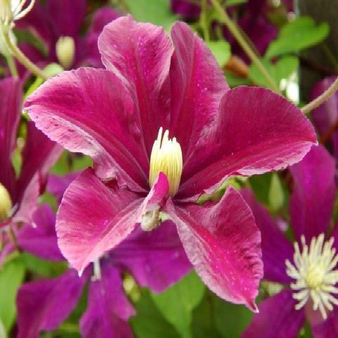 Clematis 'Ernest Markham'