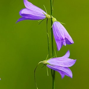 Harebell Seeds (Campanula rotundifolia)