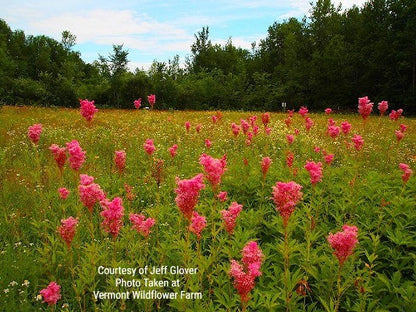 Queen of the Prairie Seeds (Filipendula rubra)