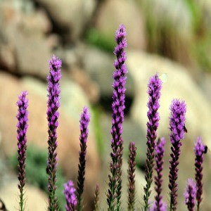 blazing star wildflower seed company Blazing Star Seeds (Liatris Spicata)