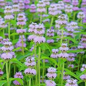 Downy Wood Mint Seeds (Blephilia ciliata)