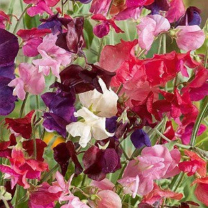 Sweet Pea Heirloom Mix Seeds (Lathyrus odoratus)