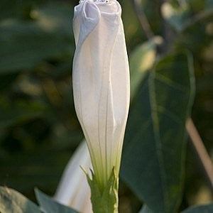 best time to plant moonflower seeds Moonflower Seeds (Ipomoea alba) – Vermont Wildflower Farm