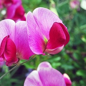 Sweet Pea Mix Seeds (Lathyrus odoratus)