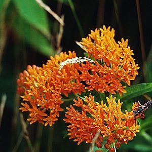 Butterfly Weed Seeds (Asclepias tuberosa)