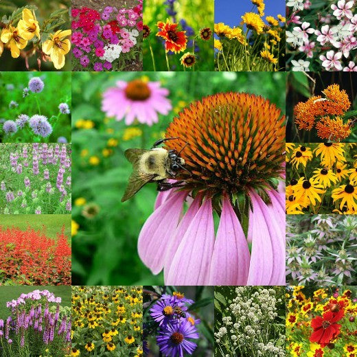 Southeast Native Wildflower Seed Mix