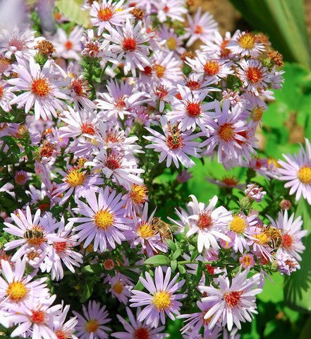 Aster New York Seeds (Aster novi-belgii)