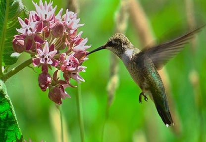 birds eating wildflower seeds Bird Lovers Wildflower Seed Mix – Vermont Wildflower Farm