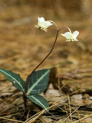 Spotted Wintergreen - Chimaphila maculata