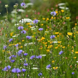 chicory wildflower seeds Chicory Seeds (Cichorium Intybus)