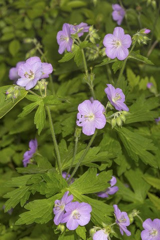 wild geranium seed Wild Geranium Seeds (Geranium maculatum)