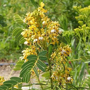 Wild Senna Seeds (Senna hebecarpa)