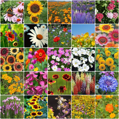 flower seeds wild flowers Showstopper Wildflower Seed Mix